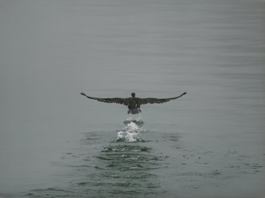 Cormorán alzando el vuelo.Pasaia.Spain.-topaz-denoise-exposure-sharpen.jpeg