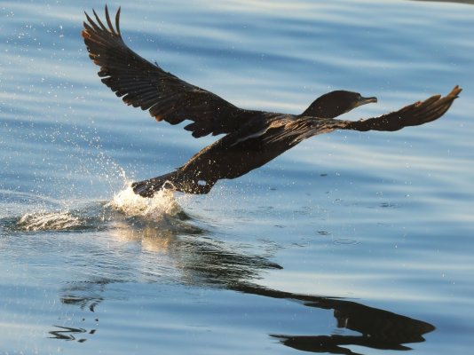 Se va el cormorán.Pasaia.Spain.-.jpeg