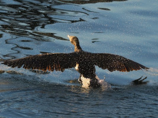 El cormorán alzando el vuelo.Pasaia.Spain..jpeg