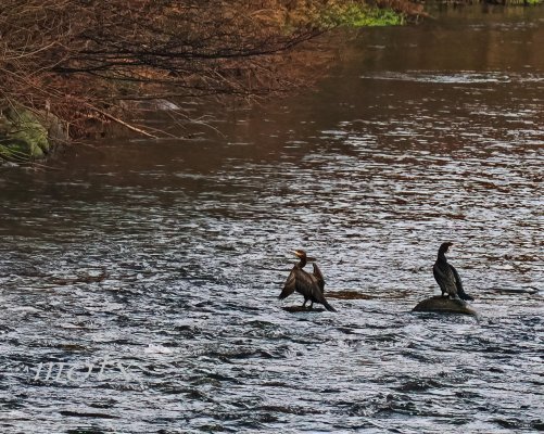 Cormoranes en el Garona.Les.Val d´Aran.Spain.- (2).jpg