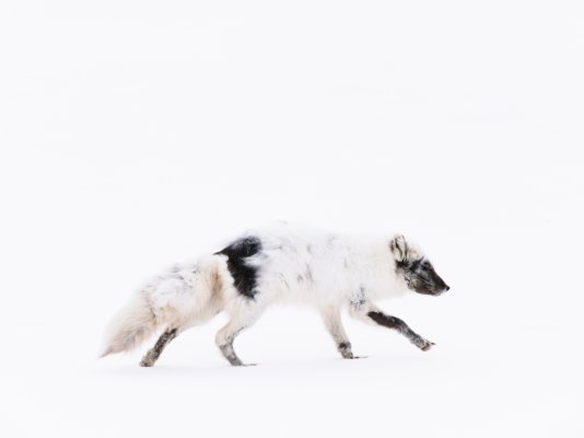 Arctic fox.jpg