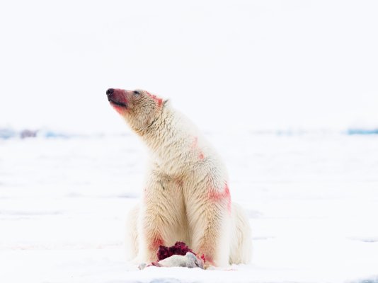 Bear 1.jpg