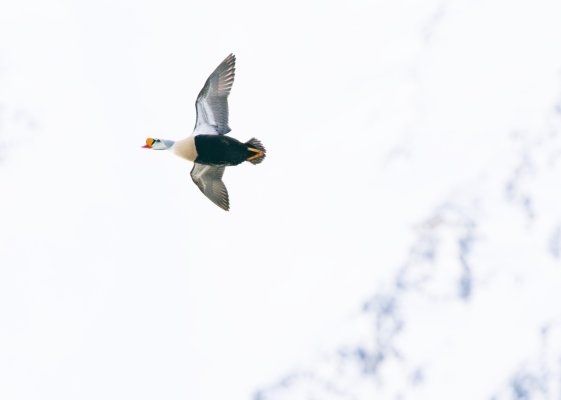 Flying.jpg