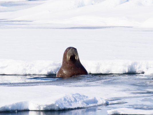 Walrus.jpg