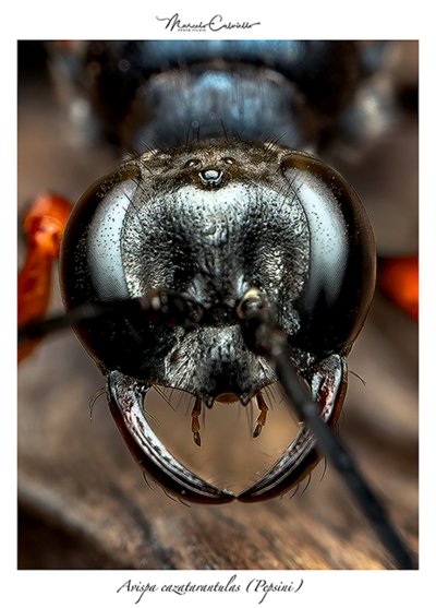 Avispa-caza-tarantulas-(Pepsini)XXXX1.jpg