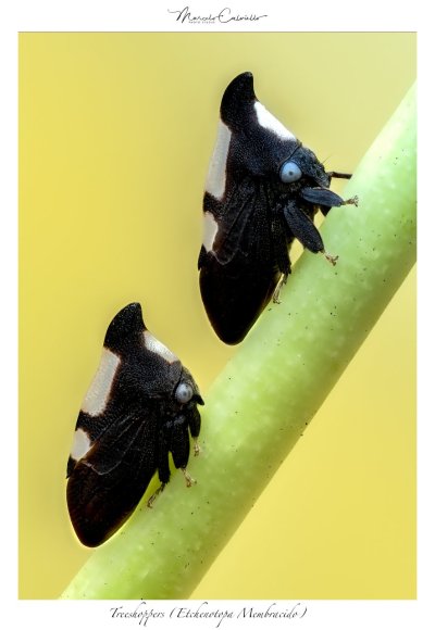MembracidoXXX4 apil31.jpg