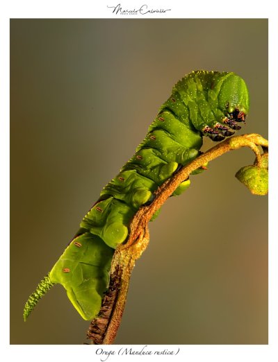 Oruga-(Manduca-rustica)XX1.jpg