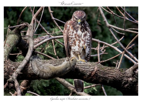 Gavilan-mixto-(Parabuteo-unicinctus)XX6.jpg