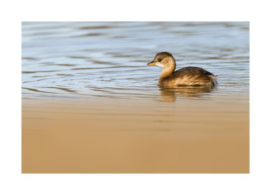 PB070902-DxO_DeepPRIME XD2s_XDmarco.jpg