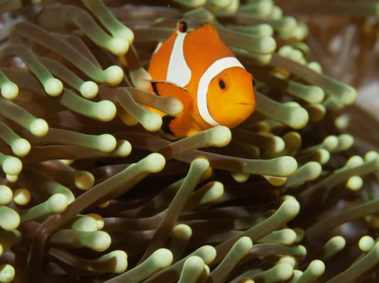 fotosub - 1 (còpia 4).jpeg