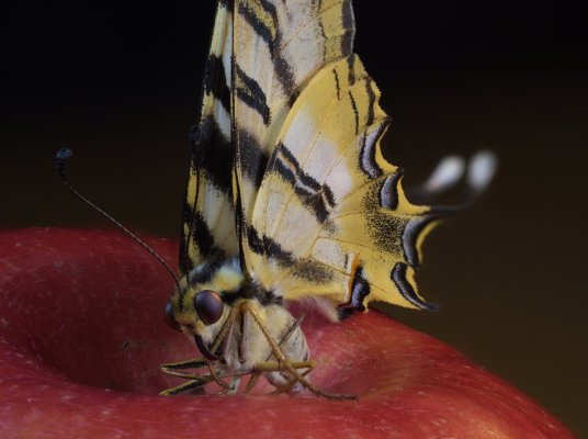 butterfly_3.jpg butterfly_3.jpg
