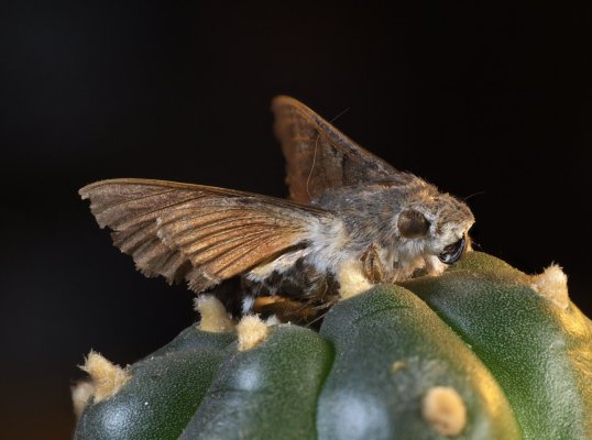 butterfly_on_lophophora_crop.jpg butterfly_on_lophophora_crop.jpg