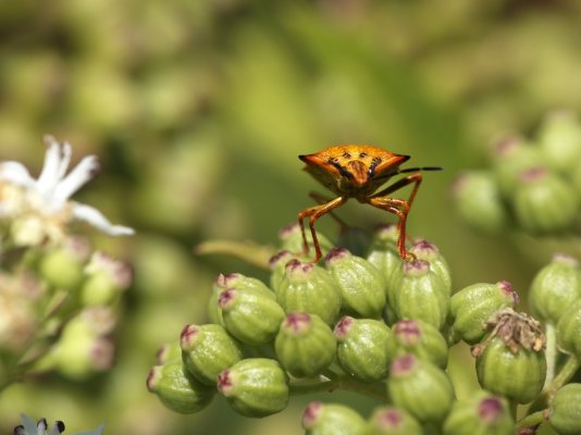 forest_insect_01.jpg forest_insect_01.jpg