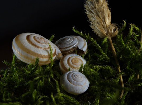 moss_and_snails2.jpg moss_and_snails2.jpg