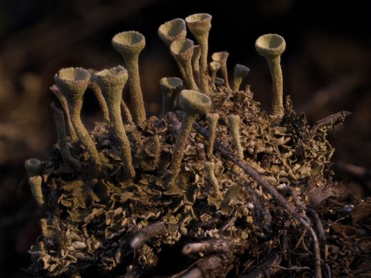 little_fungi.jpg little_fungi.jpg