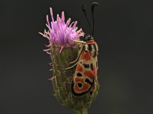 zigena_perfil_final.jpg