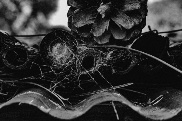 06nov2003_4895-B&W.jpg